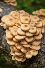 Armillaria Mellea Honey Mushroom Close Up