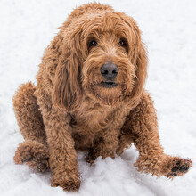 Funny Brown Golden Doodle Dog Fidgets In The Snow On His Butt
