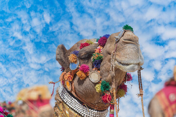 Wall Mural - Decorated camel head in desert Thar during the annual Pushkar Camel Fair near holy city Pushkar, Rajasthan, India