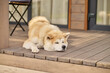 © zinkevych - Shiba inu dog lying sleeping on porch of house