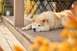 © zinkevych - Shiba inu dog lying on open veranda of house