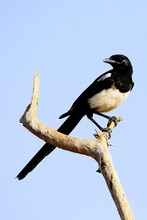 The Common Magpie Is A Species Of Passerine Bird In The Corvidae Family.