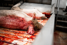 Industrial Raw Meat Production And Slaughtered Pigs Being Transported By Conveyor Belt In Slaughterhouse.