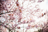 Fototapeta Kwiaty - Wiosna różowe kwiaty na drzewie 
