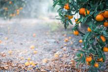 Citrus Orchard With Fruits Growing On Trees And Lying On The Ground, With Copy Space