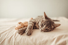 A Cute Tabby Kitten Lies In An Embrace With A Soft Teddy Bear Toy On The Bed. The Cat Sleeps On The Sofa In The Living Room. Sweet Dream, Wake Up In The Morning