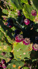 Prickly Pear Plant With Unripe Purple Fruits