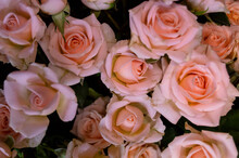 Pink Roses On A Dark Background. Top View. Flowers, Love, Valentine's Day