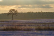 Lonely tree at sunrise over winter fields.