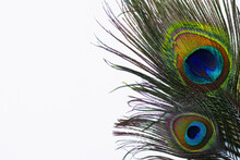 Beautiful Bright Peacock Feathers On White Background, Top View