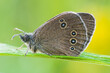 Motyl na trawie