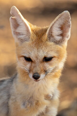 Wall Mural - Cape Fox in the Kgalagadi