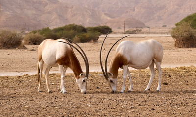 two scimitar-horned oryxes in hay-bar yotvata nature reserve, a breeding and rehabilitation center f