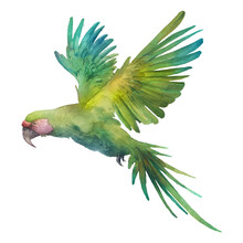 Watercolor Green Parrot Artwork. Hand Drawn Tropical Bird Isolated On White Background. Ara Macaw Bird Flying Painting