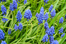 Blue Muscari Flowers With Green Stalks