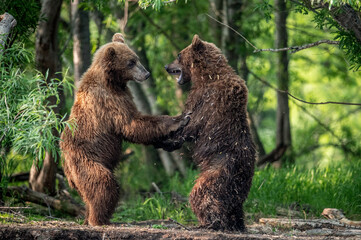 Wall Mural - Two brown bears, standing on hind legs, fight in the summer forest. Kamchatka brown bear, Ursus Arctos Piscator. Natural habitat. Kamchatka, Russia