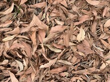 A Bed Of Dead Decaying Leaves On The Ground.