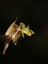 Scaphyglottis Minutiflora Ames & Correll , Orchidaceae, Costa Rica