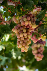 Wall Mural - Bunches of white-pink sweet seedless table grapes ripening on vineyars of Cyprus