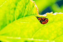 A Pair Of Ladybird Beetles Mating On A Leaf In Spring
