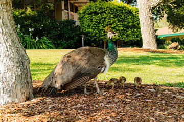 Beautiful female peacock and her child