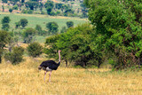 Fototapeta Sawanna - Male ostrich (Struthio camelus) in savanna in Serengeti National park in Tanzania. Wildlife of Africa