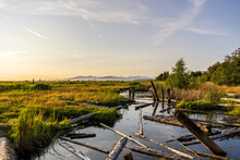 Beautiful Landscape Of Sturgeon Banks Natural Area Wildlife Nature Reserve Near Richmond British Columbia
