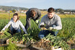 © JackF - Woman helps men harvests green onions on a field. High quality photo