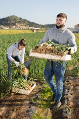 Wall Mural - Man and woman harvest crop of onions on the field. High quality photo