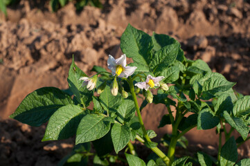 Poster - White flowers of blooming potatoes in the garden at sunset.