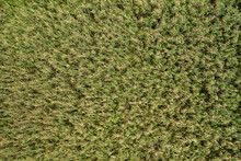 Infinite Structure Of A Reed Grass From Aerial Perspective. Natural Green Background With Green Plants Captured From Above. Open Grassland Habitat In Nature.