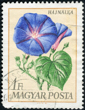 HUNGARY - CIRCA 1968: A Stamp Printed In Hungary Shows Morning-glory
