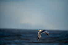 Larus Canaus, Mew Gull Flying At The Beach Of Sankt Peter Ording, North Sea