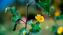 Abutilon Indicum Is A Small Shrub In The Family Malvaceae, Native To Tropical And Subtropical Regions. This Plant Is A Valuable Medicinal And Ornamental Plant (Indian Abutilon, Indian Mallow) 