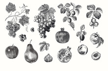 Harvest. Set. Fruit And Berry. Botanical Vintage Illustration. Black And White
