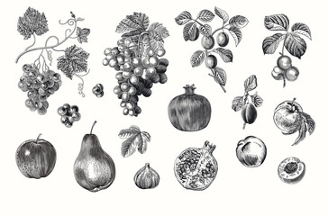 Wall Mural - Harvest. Set. Fruit and Berry. Botanical vintage illustration. Black and white