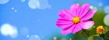 Cosmos Flower Background Banner With Copy Space