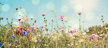 Colorful Flower Meadow With Sunbeams And Bokeh Lights In Summer - Nature Background Banner 