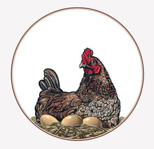 Mother Hen Sitting On A Nest With Eggs, Drawn In An Engraving Style. Vector Illustration.