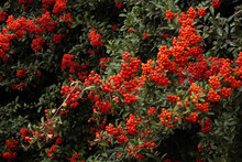 Firethorn With Its Berries