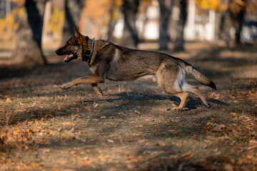 Beautiful dog breed German Shepherd in autumn 