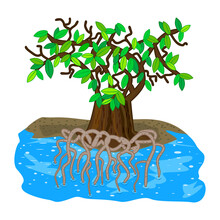 Mangrove Tree Isolated On White Background. Tropical Tree On The Beach With Tangled Underwater Strong Roots And Green Leaves. Tropic Plant Growing In Salt Waters. Forest In Swamp. Vector Illustration
