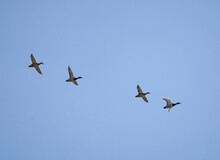Wild Ducks In Flight