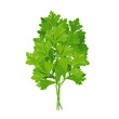 Green sprigs of parsley, cilantro seasoning, herb for cooking.