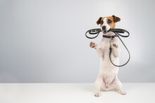 Jack Russell Terrier Dog Holding A Leash On A White Background.