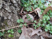 Mushroom Raincoat On The Ground In The Forest, Mushroom Lycoperdon