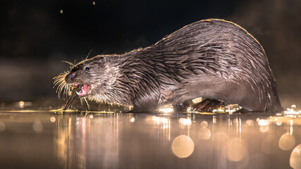 Canvas Print - European Otter eating fish at night