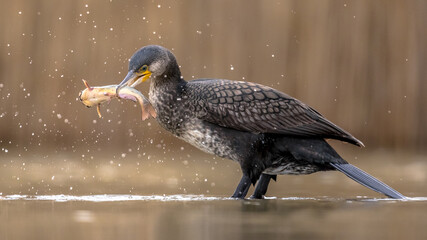 Wall Mural - Great cormorant eating Black Bullhead fish