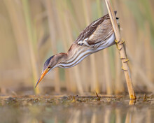 Little Bittern Perched In Reed
