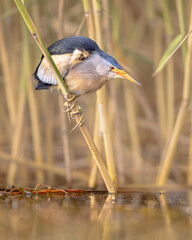 Poster - Little Bittern perched in reed